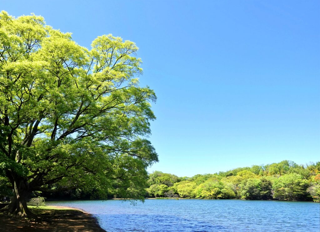 一碧湖風景の画像