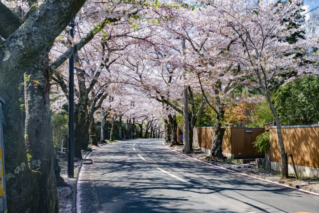 伊豆高原桜並木の画像